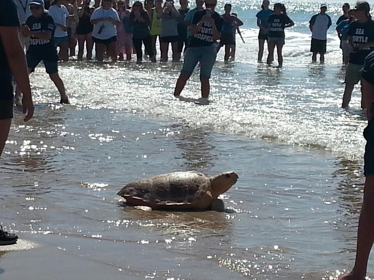 Can you just  see the smile on this rehabilitated sea turtle as he is released back into the ocean?
