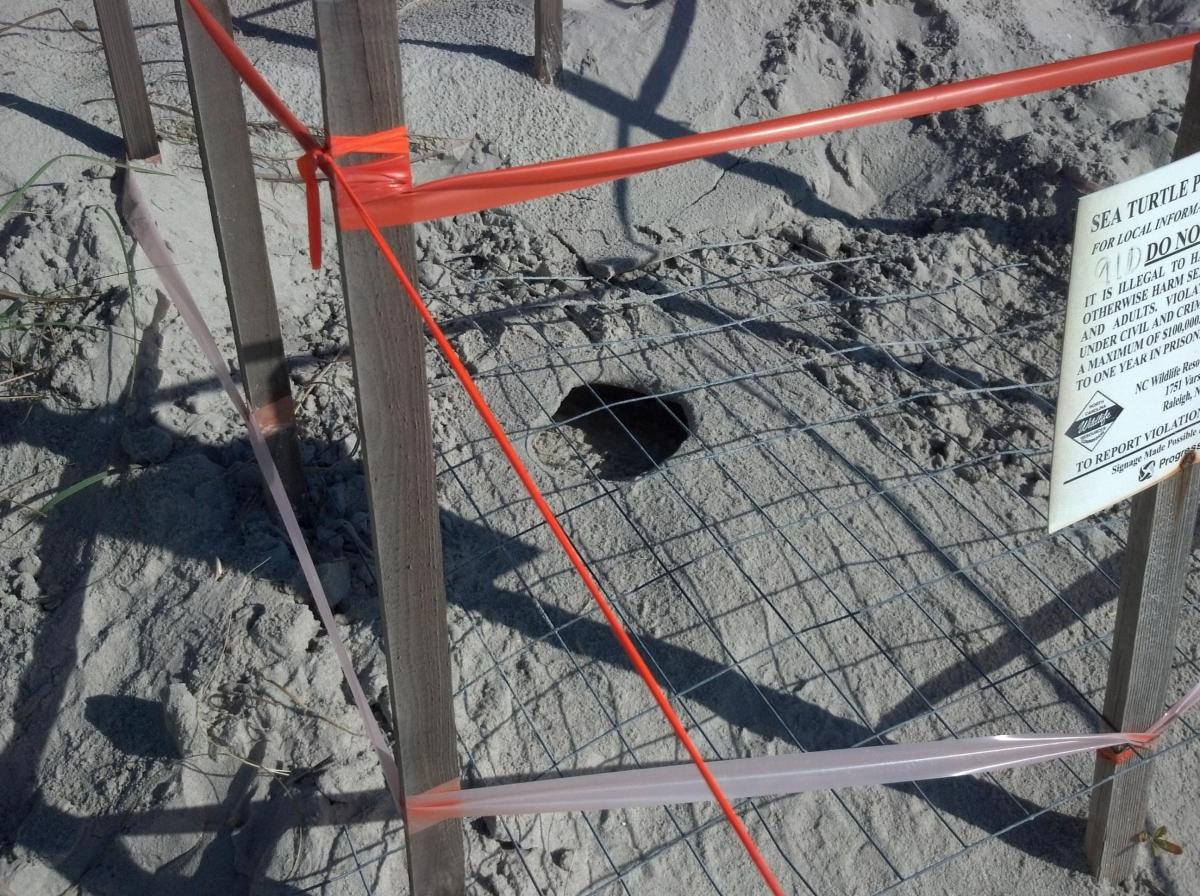 I sea turtle nest after the hatch.