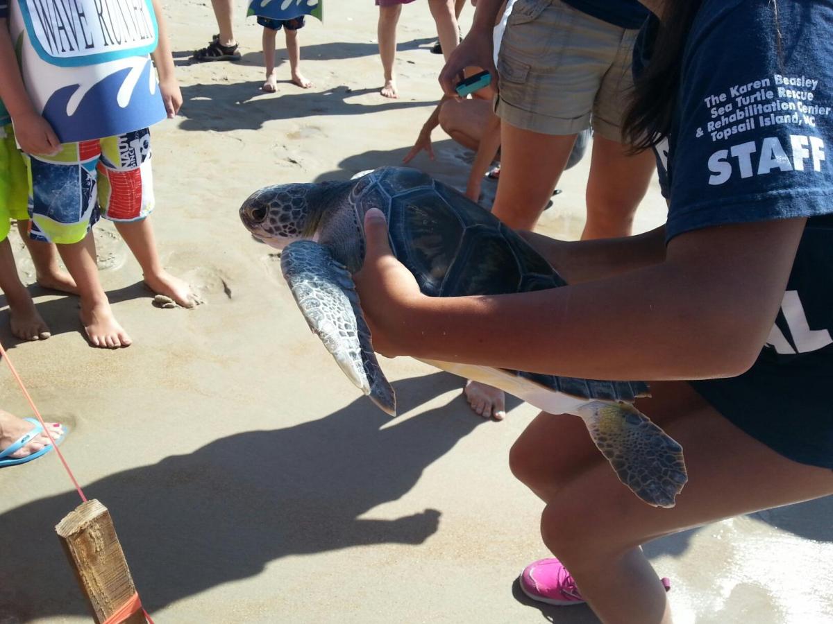 Releasing a rehabilitated sea turtle back into the ocean. http://www.seaturtlehospital.org/