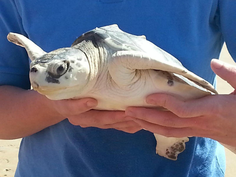 A rehabilitated sea turtle ready to be released back into the ocean.