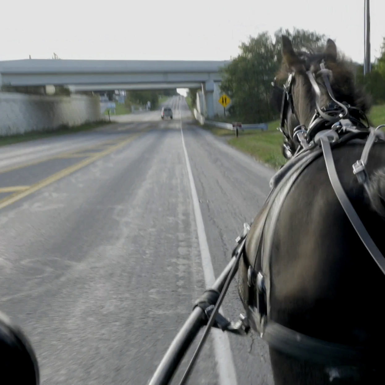 Driving a horse & buggy down the road is a terrifying experience, in my opinion!