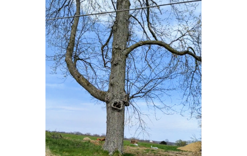 This tree was inspiration for my tree design on this Witches & Brew Halloween Cat's Meow collectible.