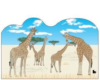 Giraffes, Front